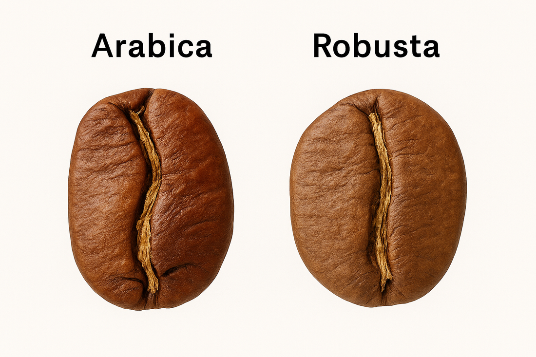 Arabica ou robusta : les différences